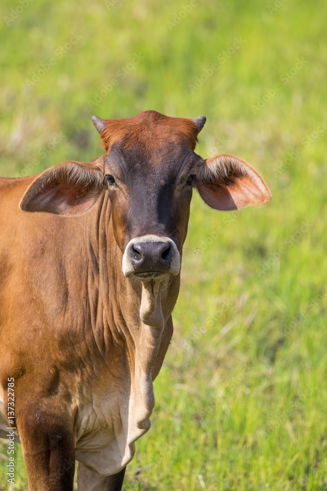 Image of brown cow on nature background. Farm Animal.