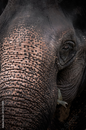 Close-up portrait of an elephant, thai elephant.