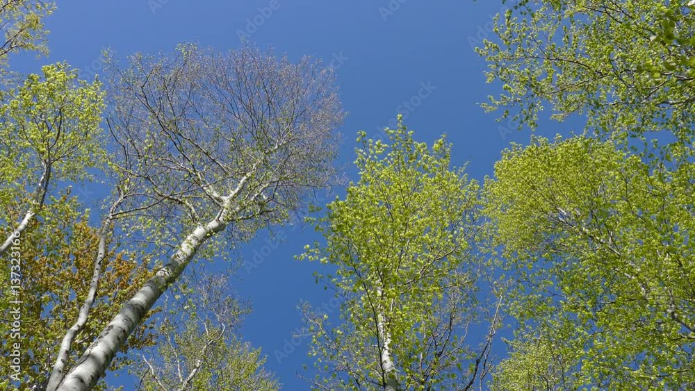 Spring forest. Beech trees have grown up fresh green leaves. Spring forest. Beech trees have grown up fresh green leaves.
