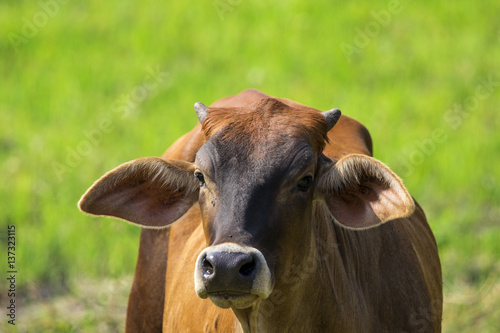 Image of brown cow on nature background. Farm Animal.