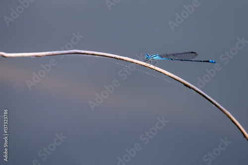 Image of dragonfly perched on a tree branch on nature background. Insect Animals. © yod67