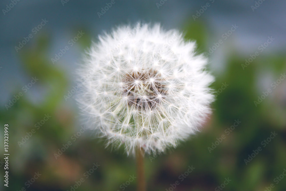 Close up of grown dandelion and dandelion seeds Close up of grown dandelion and dandelion seeds