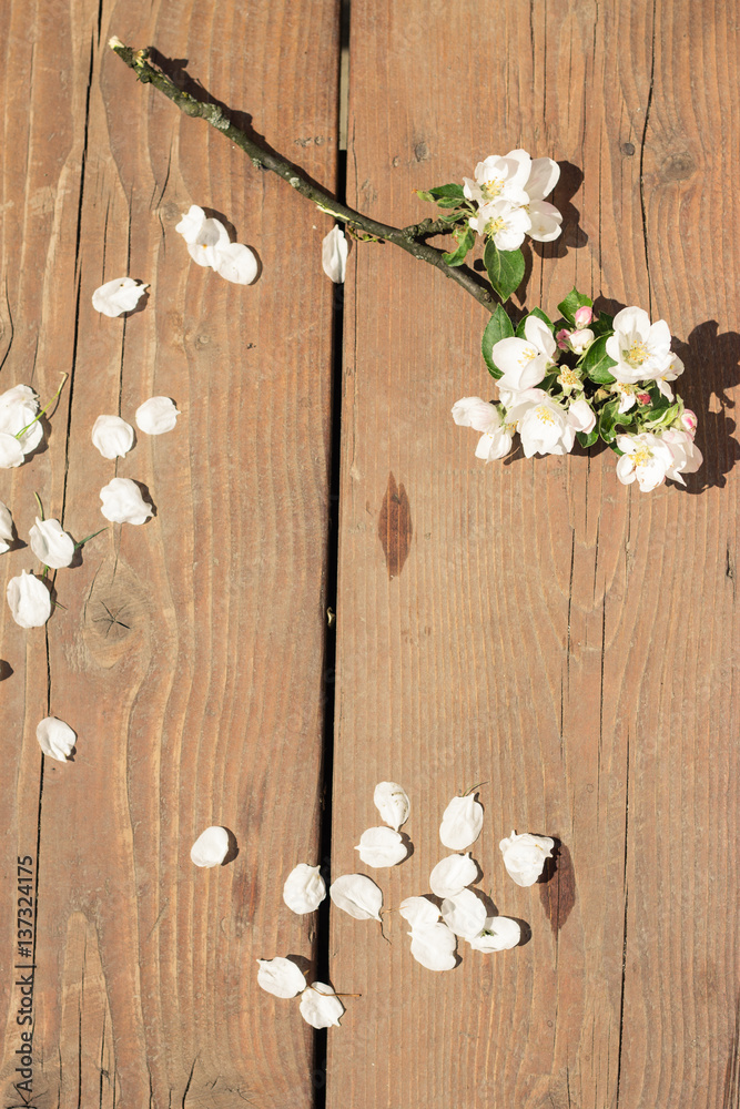 White apple blossom branch on wooden background in spring White apple blossom branch on wooden background in spring