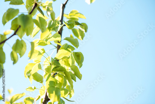 Green leaves pear tree in spring.