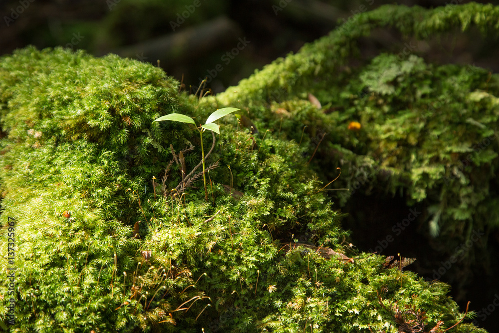 Moss covered rock in Shiratani Unsuikyo, Yakushima Island, World Heritage Site in Japan Moss covered rock in Shiratani Unsuikyo, Yakushima Island, World Heritage Site in Japan