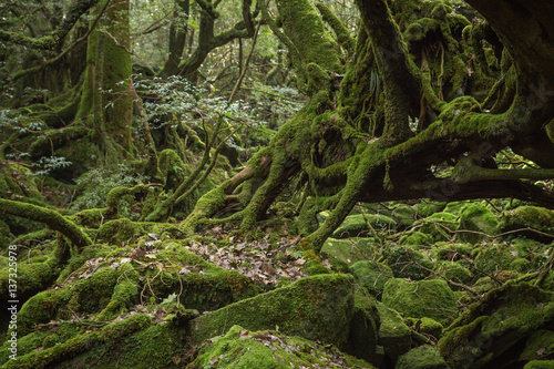 'Mononokenomori', moss forest in Shiratani Unsuikyo, Yakushima Island, World Heritage Site in Japan photo
