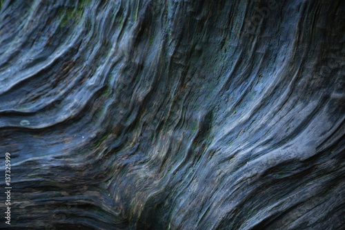 Bark of Yakusugi tree , Yakushima Island, World Heritage Site in Japan