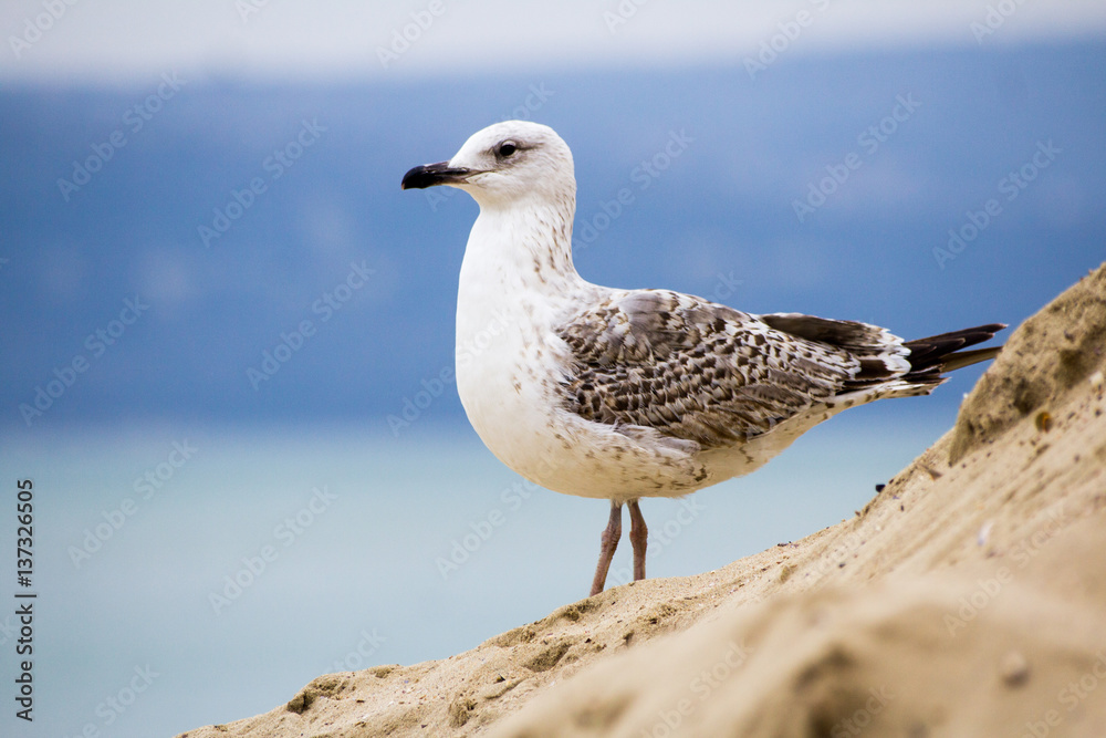 Young silver gull on the beach Young silver gull on the beach