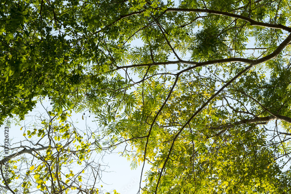Fototapeta premium tree and sky background