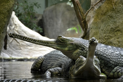Details of wild gharials crocodiles in water