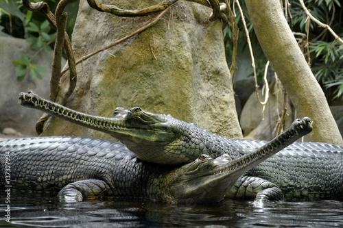Details of wild gharials crocodiles in water