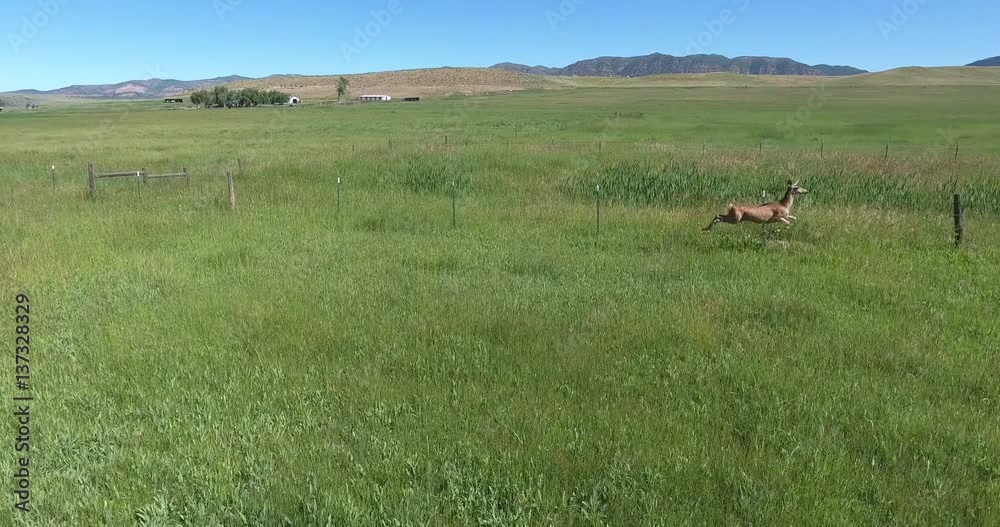 Deer Reveal thorugh Grassland , 4K, 43s, 4of4, Stock Video Sale - Drone Discoveries llc. Deer Reveal thorugh Grassland , 4K, 43s, 4of4, Stock Video Sale - Drone Discoveries llc.