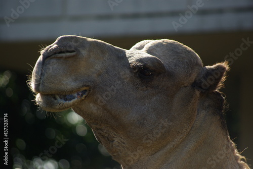 ラクダの顔 © taya27mu2