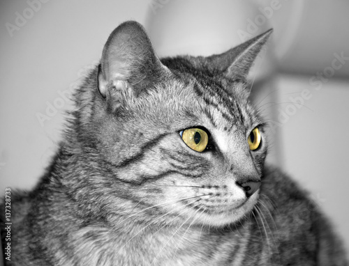 Focused cat in black and white