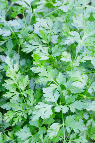 Wallpaper Mural Young parsley leaves Torontodigital.ca