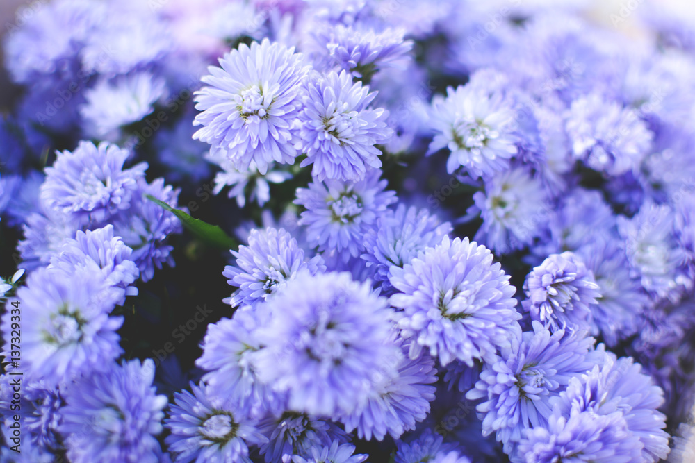 Hipster chrysanthemum purple background soft focus Hipster chrysanthemum purple background soft focus