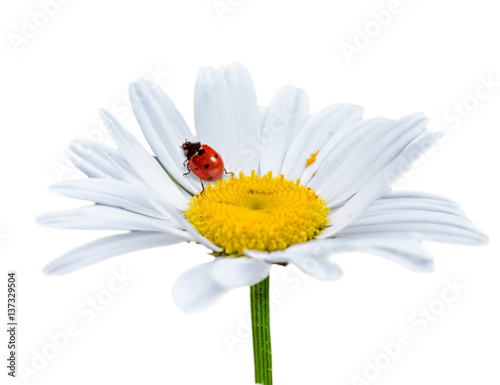 Ladybug on daisy flower. Isolate on white background