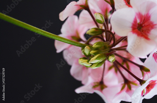Fototapeta Naklejka Na Ścianę i Meble -   branch of geranium