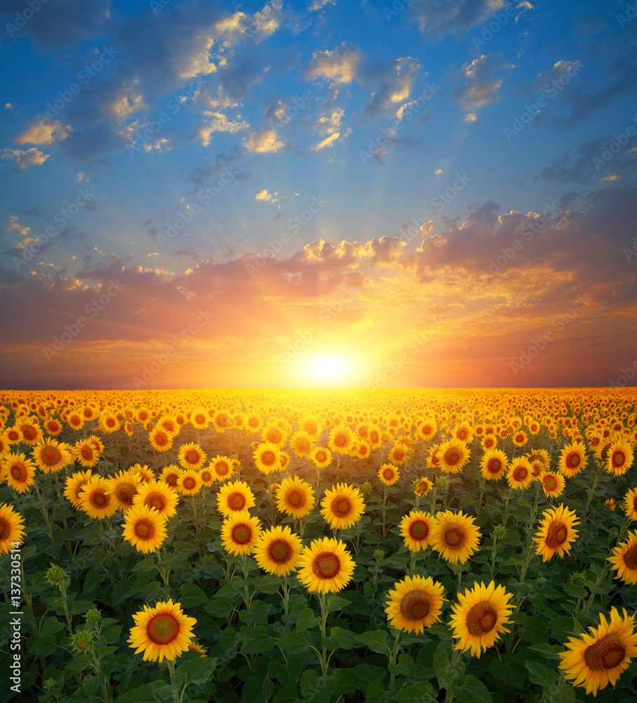 Obraz premium Sunflowers