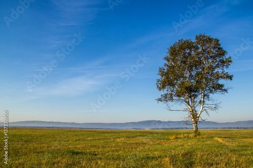 photo of lonely birch on a background of blue sky and green grass