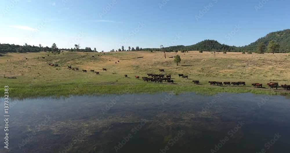 Cows Side Tracking walking by lake Mountain, water reflection Reveal Aerial, 4K, 6s, 3of5, Stock Video Sale - Drone Discoveries llc.