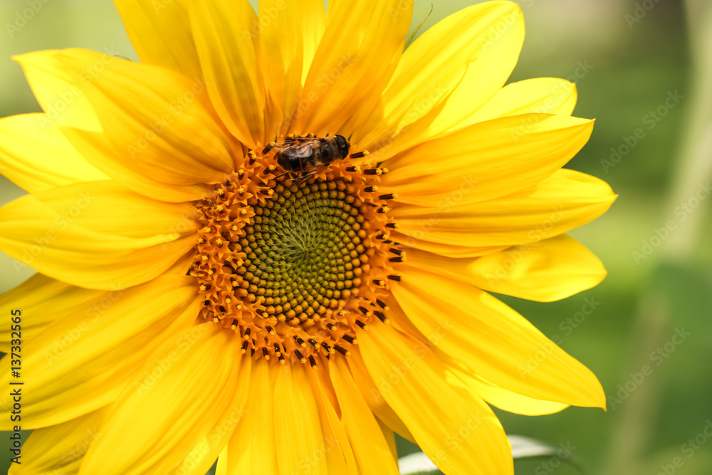 Sonnenblume mit Biene Sonnenblume mit Biene