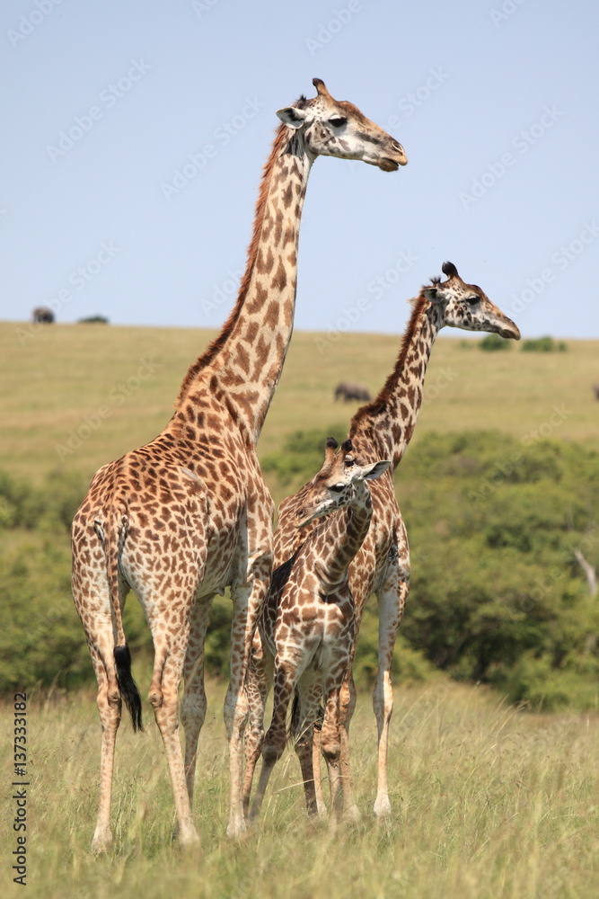 Obraz premium Jiraffe family