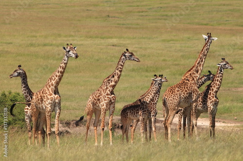 Photography a herd of giraffes