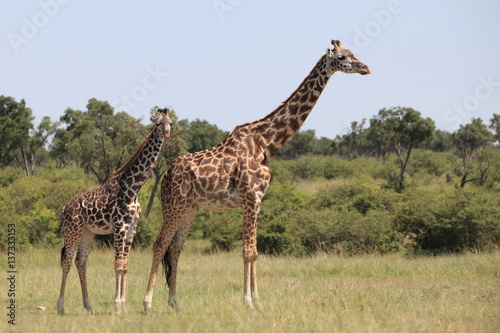 giraffes © Mikhail