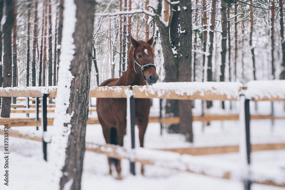 Beautiful brown horse in the outdoor winter stables