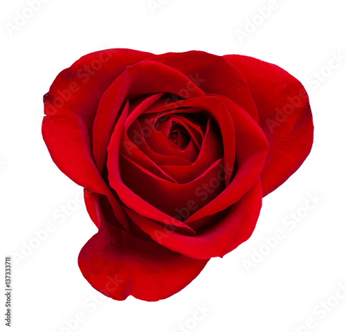 Fototapeta Naklejka Na Ścianę i Meble -  dark red rose