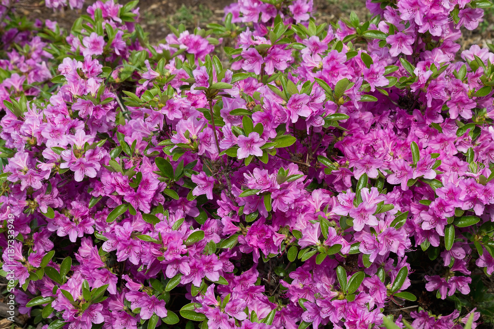 blooming rhododendron bush studded with pink flowers