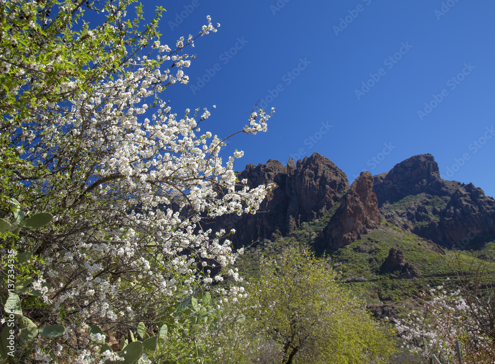 central Gran Canaria in February central Gran Canaria in February