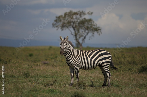 Zebra © Mikhail
