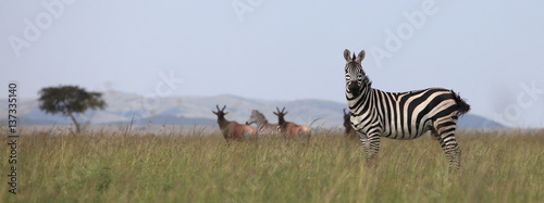 African zebra