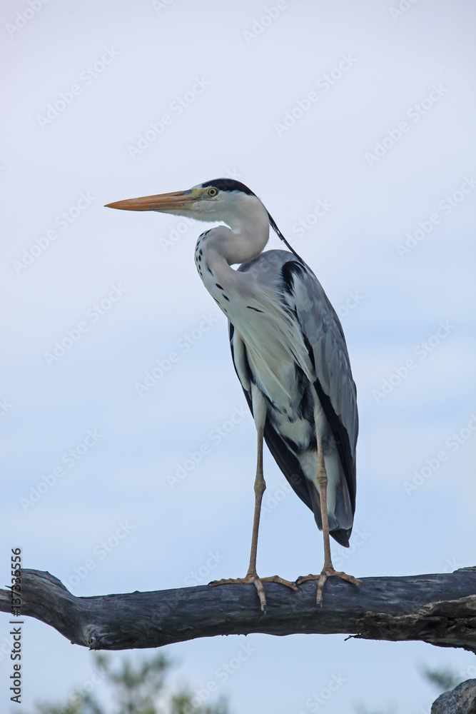 Obraz premium Grey heron looks forward staying on the dry branch, Maldives