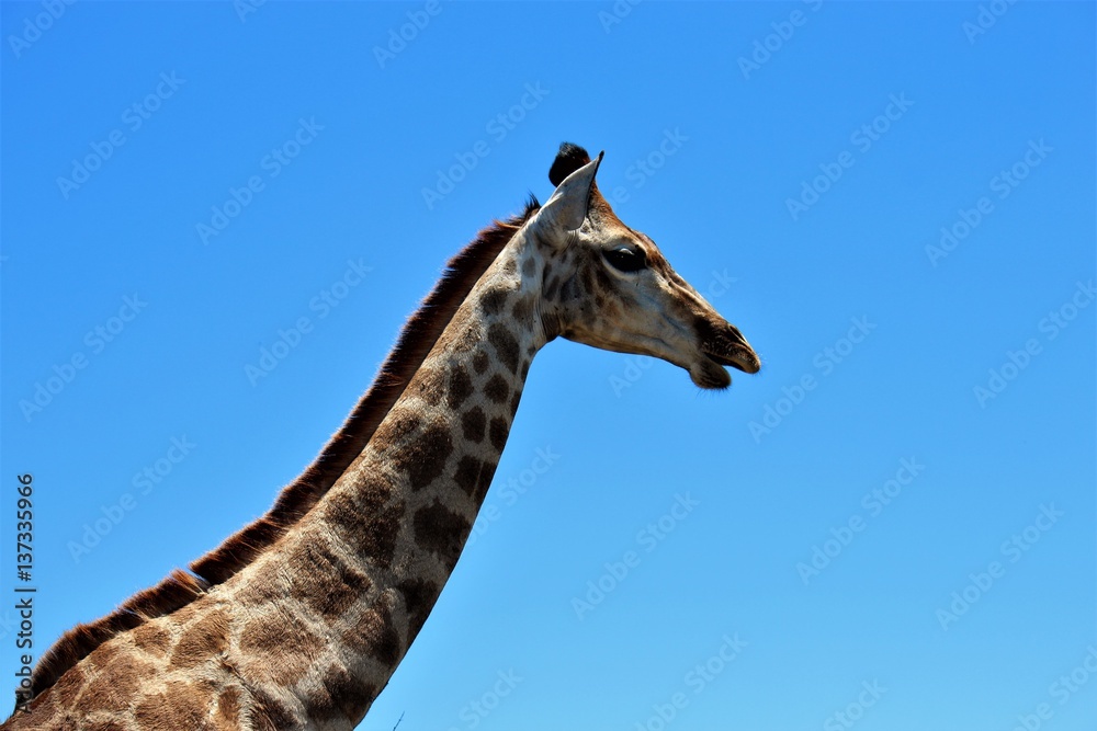 Beautiful giraffe portrait against the blue sky, South Africa Beautiful giraffe portrait against the blue sky, South Africa