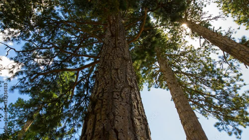 MoCo Timelapse of Alpine Forest Low Angle Tracking Shot -Zoom In- MoCo Timelapse of Alpine Forest Low Angle Tracking Shot -Zoom In-