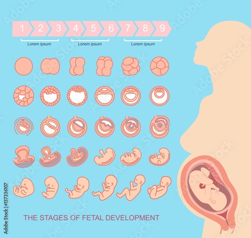 silhouette beautiful pregnant woman.
 stages of fetal development. isolated on white background. Pregnancy. 