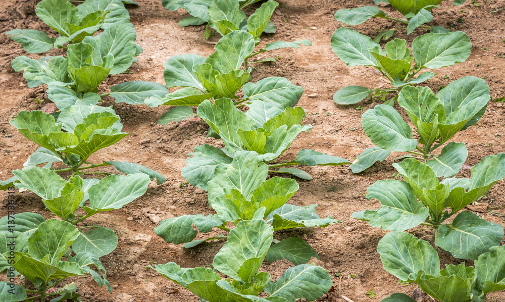 Obraz premium Vegetais na horta