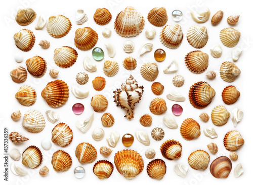 pattern of exotic seashells. Isolated on white