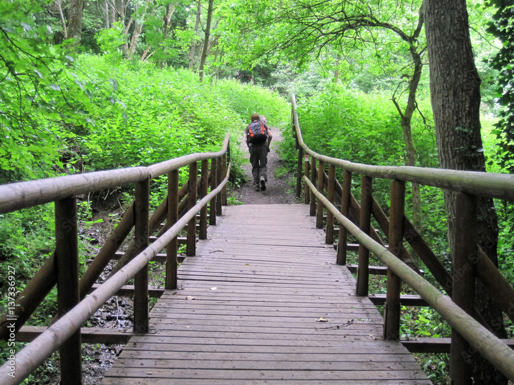 Fototapeta premium wanderweg über eine holzbrücke
