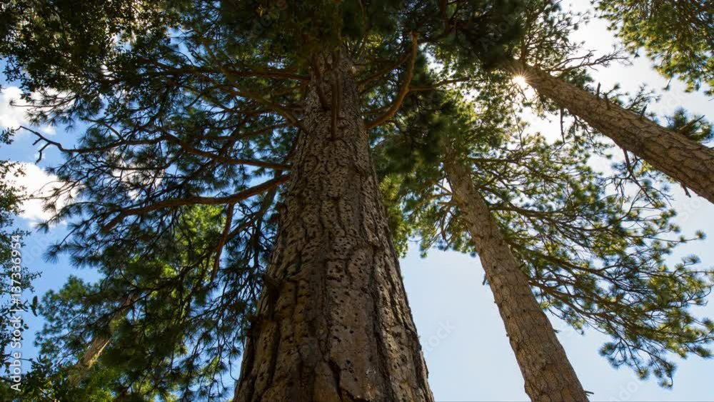 MoCo Timelapse of Alpine Forest Low Angle Tracking Shot MoCo Timelapse of Alpine Forest Low Angle Tracking Shot