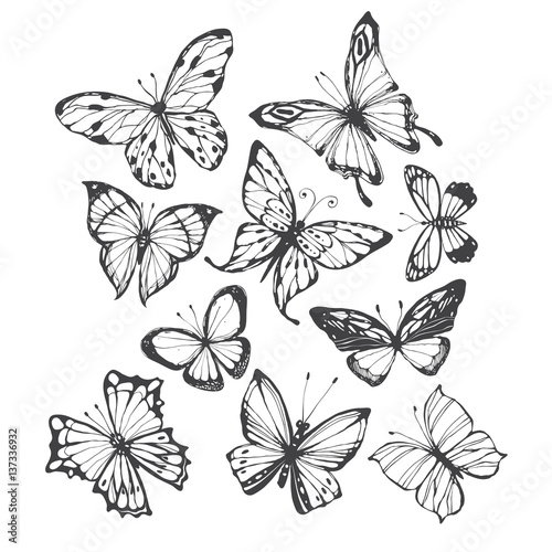 Butterflies. Vector hand-drawn illustration on a white background. Collection of isolated elements for design. © maritime_m