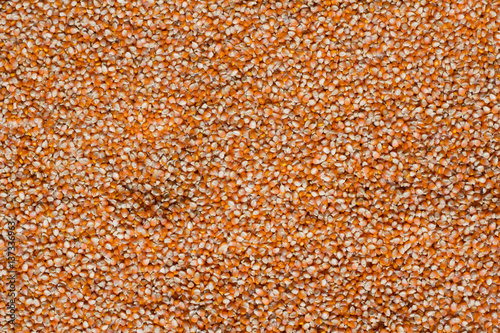 dried corn on floor,Corn seed. Agriculture image,Corn drying in the sun