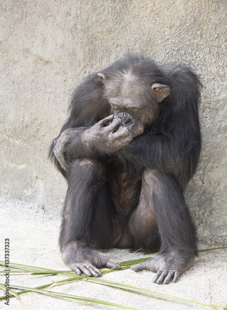 Brownish-black female chimpanzee resting on gray stone with a hand to her face Brownish-black female chimpanzee resting on gray stone with a hand to her face