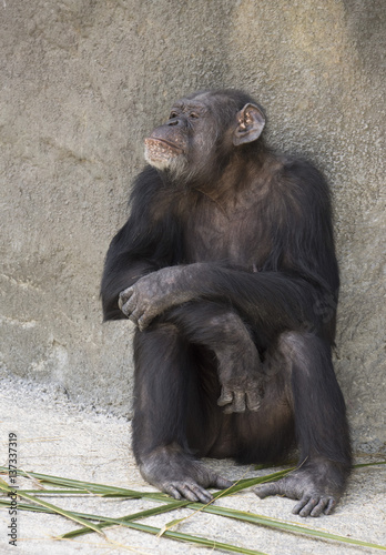 Brownish-black female chimpanzee resting on gray stone and looking to her right side