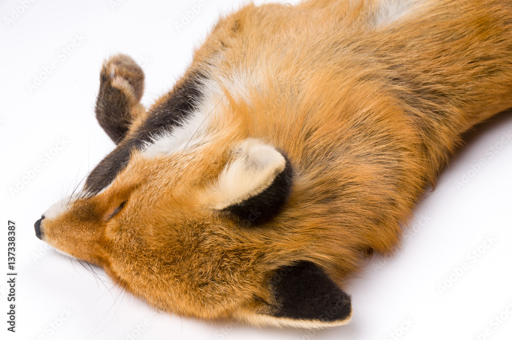 Obraz premium isolated background fox fur