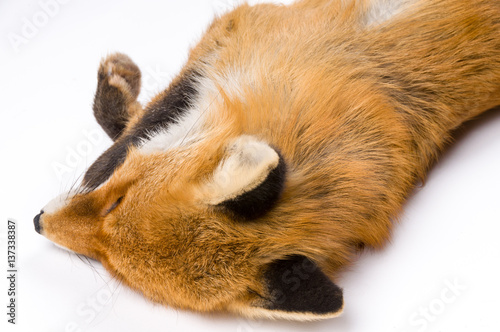 isolated background fox fur © Svetoslav Radkov