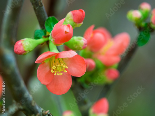 ボケの花